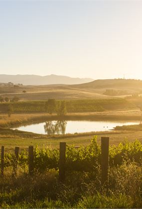 CANCELLED - Yoga in the Vines + Dam Dip
